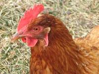 Project Grow rhoda head shot small.jpg